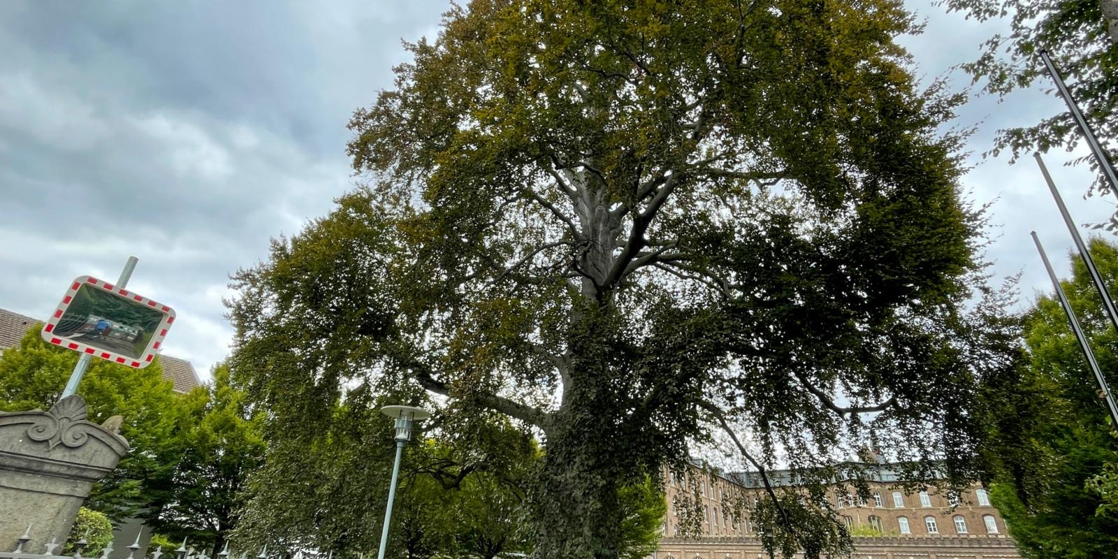 Kranke Blutbuche am Collegium Albertinum Die Blutbuche vor dem Collegium Albertinum ist rund 150 Jahre alt. Das Kronenbild deutet darauf hin, dass die Baumvitalität rückläufig ist. Der Baum ist von einem Pilz befallen, der die Standfestigkeit von innen heraus schwächt. Der Baum versucht derzeit die Erkrankung im Bereich der Wurzeln und des Stammes durch verstärktes Wachstum in die Breite zu kompensieren. Dennoch ist die Blutbuche inzwischen nicht mehr standsicher.
