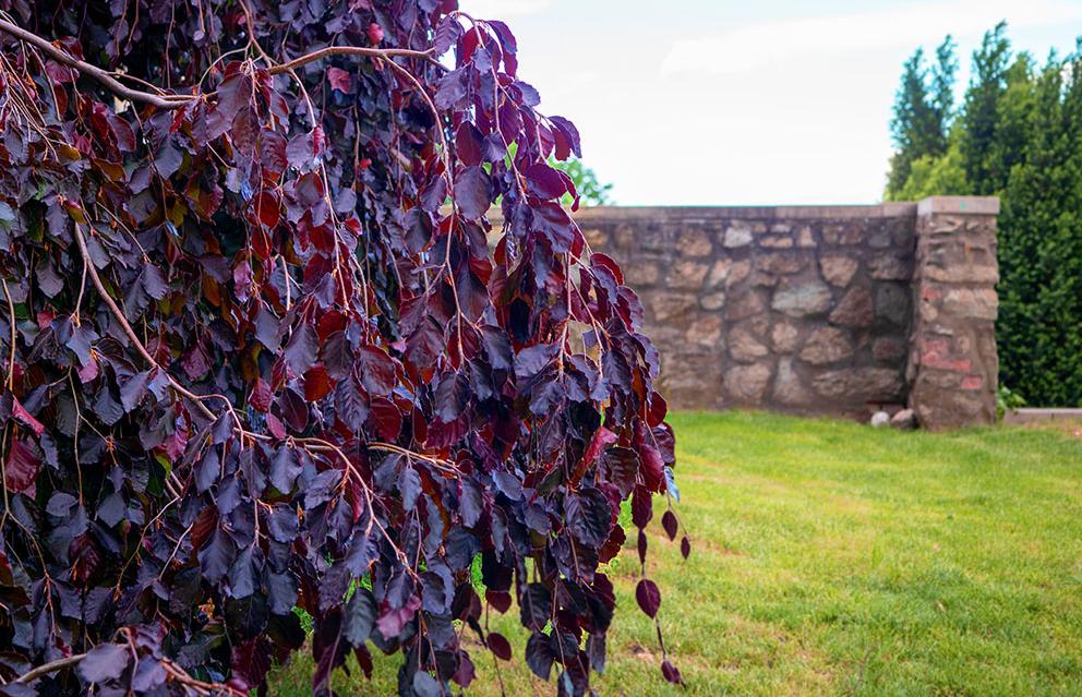 Ein Foto von einer Purpurbuche vor einer Mauer.