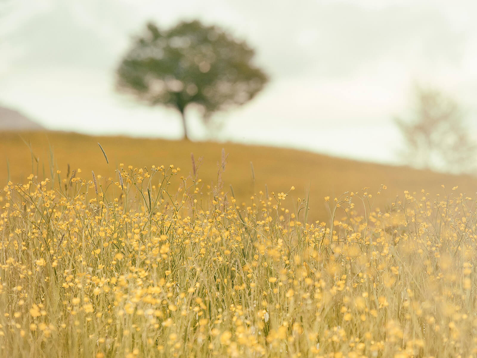 Blumenwiese mit Baum